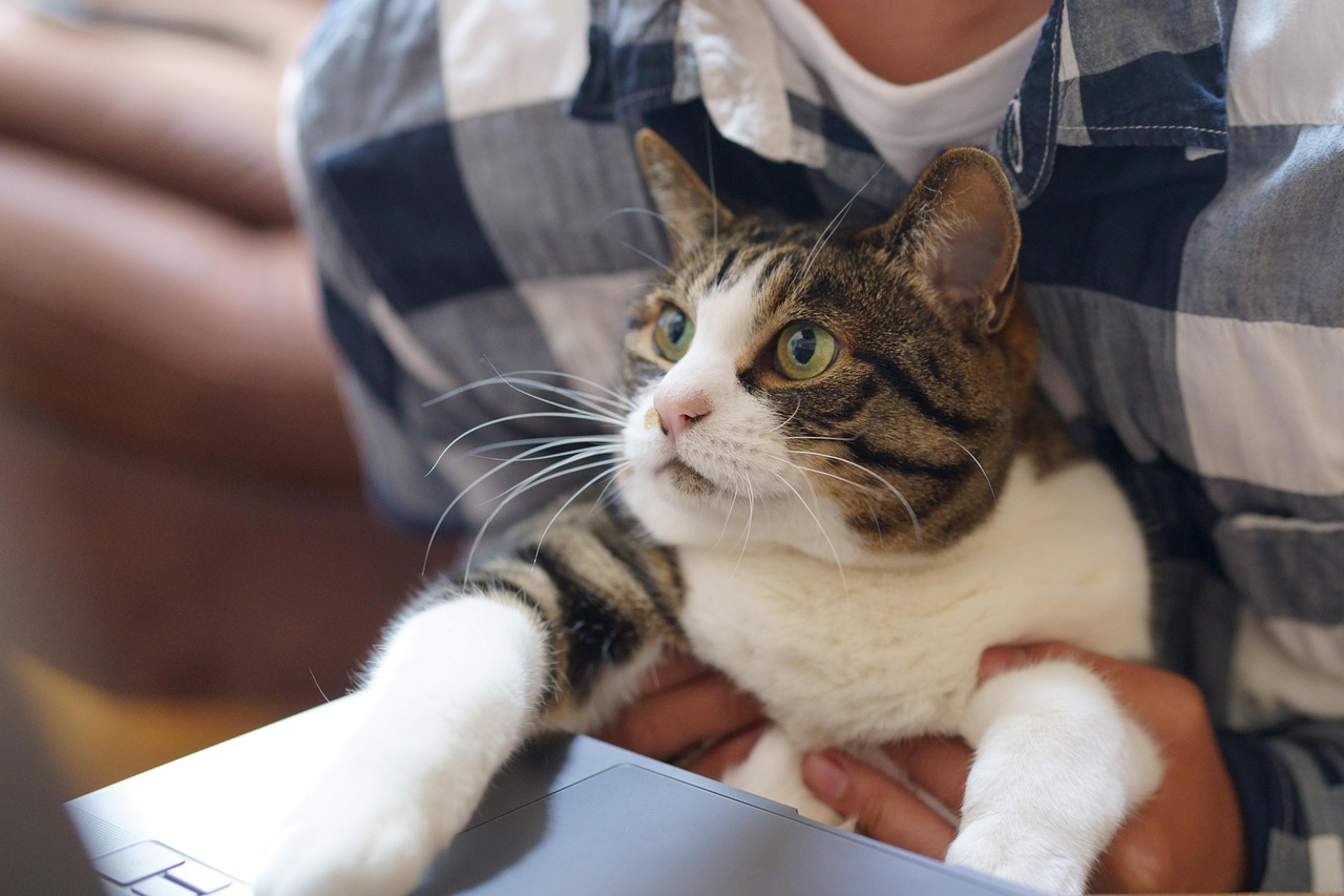 cat, work, technology, pet, cute, animal, pc, keyboard, remote work