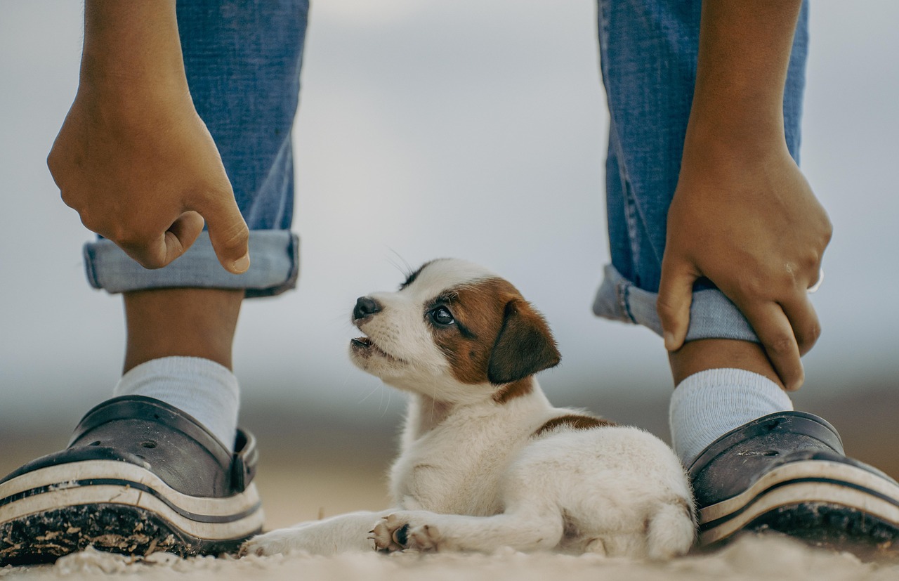 jack russell, puppy, mammal, dog, nature, playing, cute, pet, playful, animal